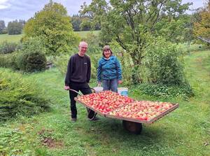 Mann und Frau mit Schubkarre voller Äpfel